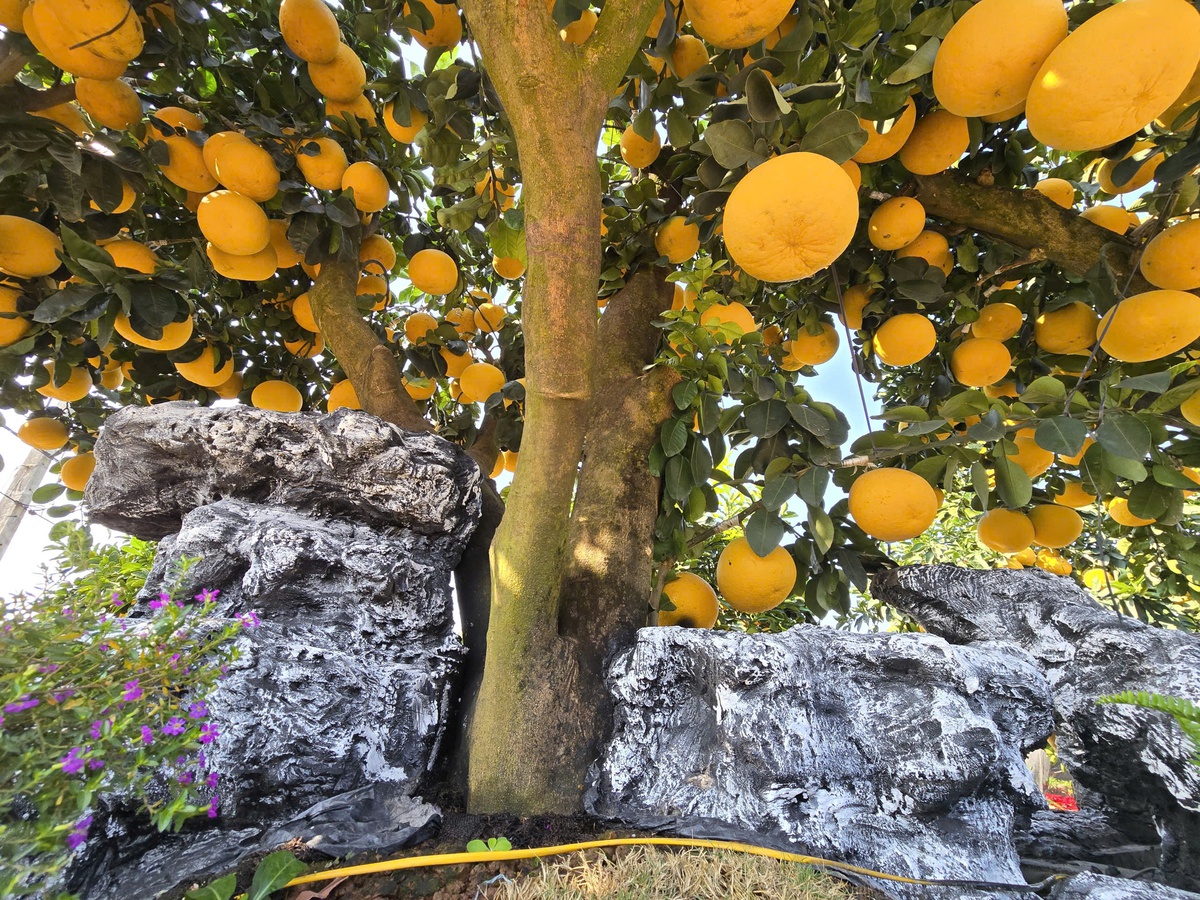 Chiêm ngưỡng loạt cây chơi Tết có giá hàng trăm triệu đồng- Ảnh 11.