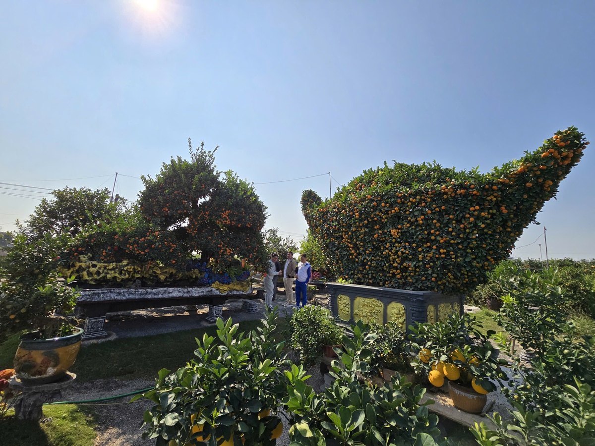 Chiêm ngưỡng loạt cây chơi Tết có giá hàng trăm triệu đồng- Ảnh 1.