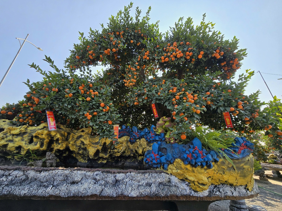 Chiêm ngưỡng loạt cây chơi Tết có giá hàng trăm triệu đồng- Ảnh 3.