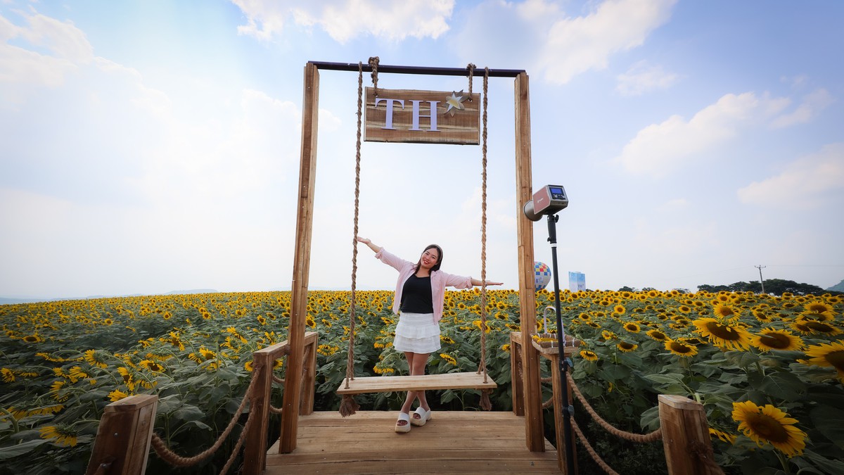 Cánh đồng hoa hướng dương lớn nhất Việt Nam nở rộ, sắp mở cửa cho khách tham quan - Ảnh 2.