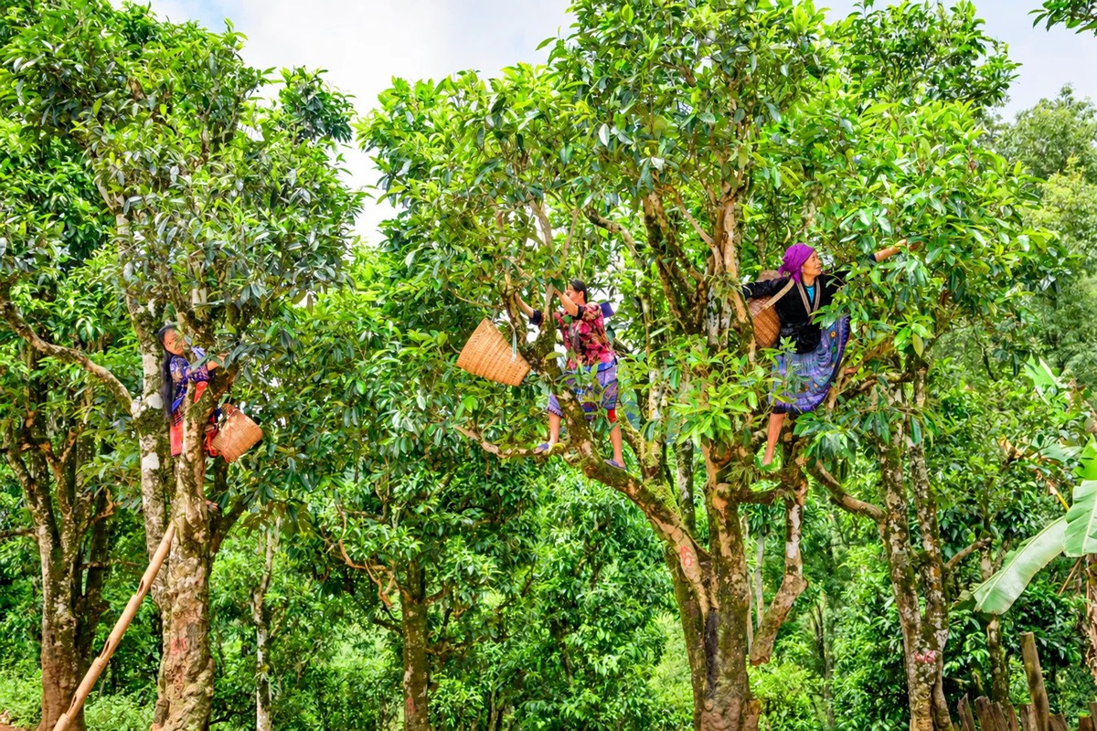 Từ chiếc lá chè ép trong trang vở, nữ 9X khởi nghiệp với trà Shan tuyết - Ảnh 4.