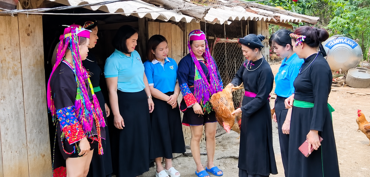 Phụ nữ người Dao giúp nhau làm giàu từ gà Tiên Yên - Ảnh 2.