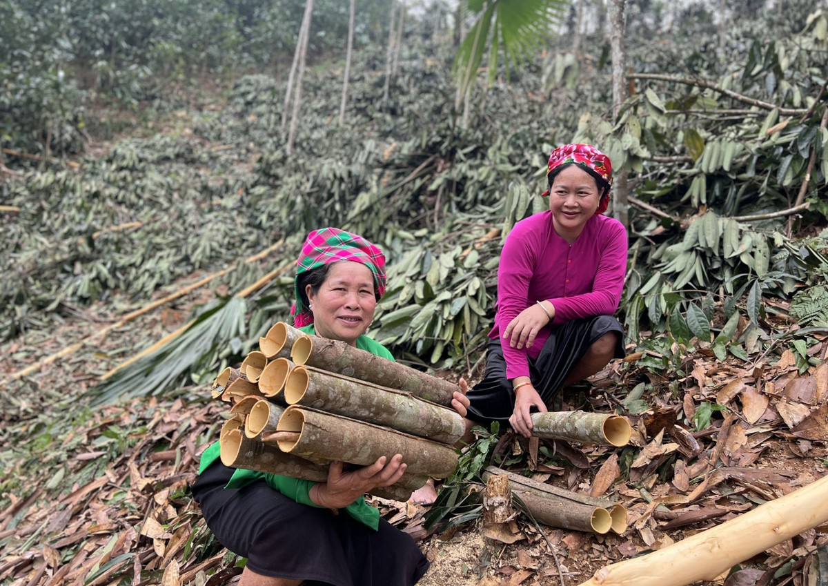 Phụ nữ vùng cao làm giàu từ những cánh rừng quế - Ảnh 2.