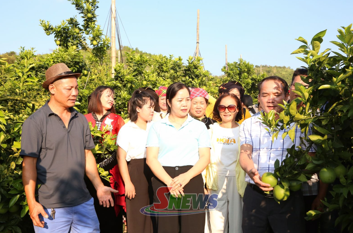Phụ nữ dân tộc thiểu số Sơn La tăng thu nhập nhờ liên kết sản xuất- Ảnh 2.