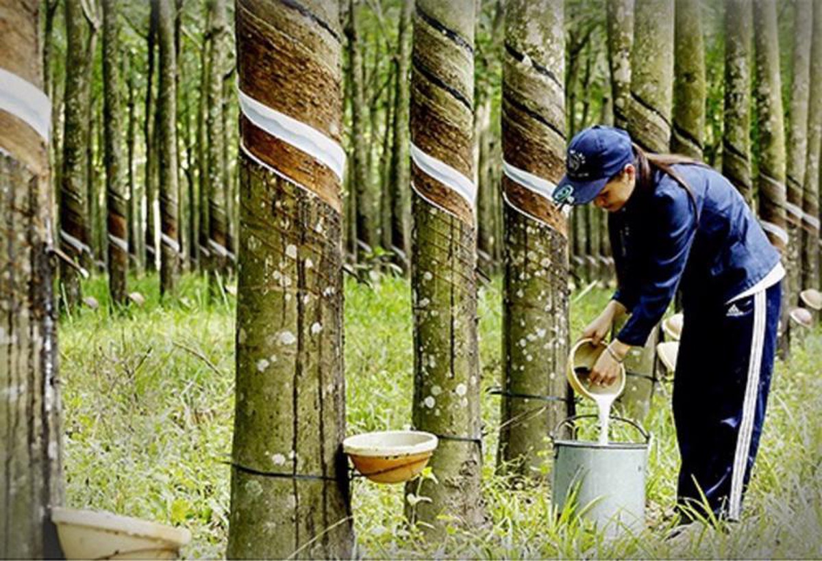 Doanh thu tăng mạnh, lợi nhuận giảm, cổ phiếu Cao su Tây Ninh tăng gần 30% - Ảnh 2.
