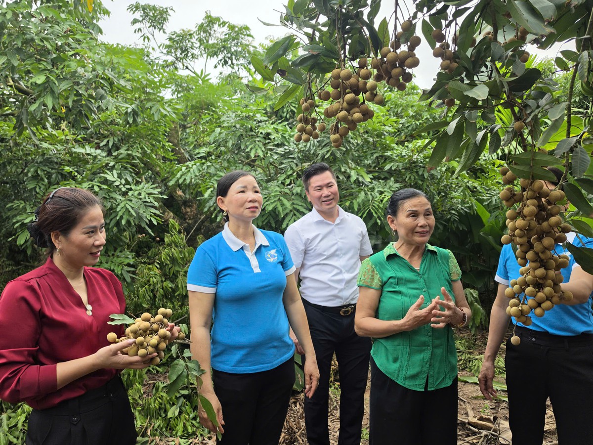 Kết nối nguồn vốn tín dụng chính sách, đồng hành cùng hội viên phát triển sinh kế bền vững - Ảnh 1.
