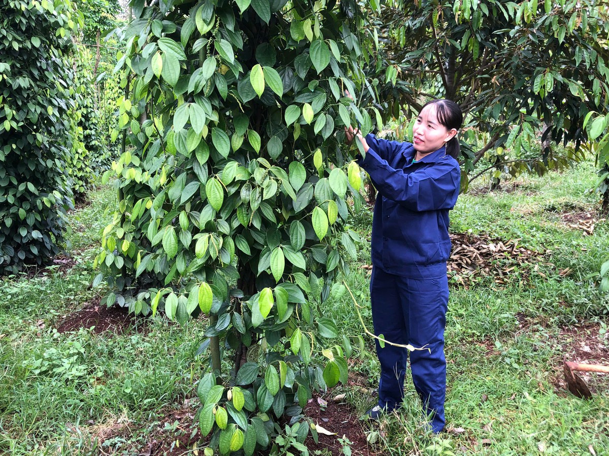 Thợ khai thác mủ cao su với nhiểu sáng kiến được trao Giải thưởng Phụ nữ Quân đội- Ảnh 3.