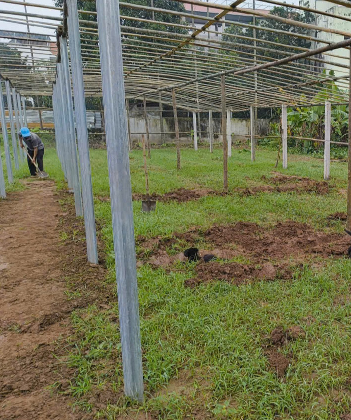Cô gái bỏ việc viễn thông, khởi nghiệp với những khu vườn rau riêng- Ảnh 4.