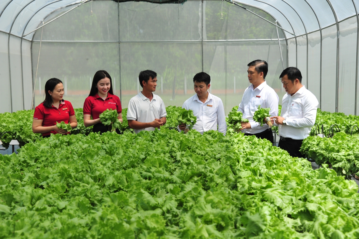 Agribank triển khai chính sách phát triển nông nghiệp, nông thôn, tích cực hỗ trợ khách hàng phát triển kinh tế- Ảnh 1.