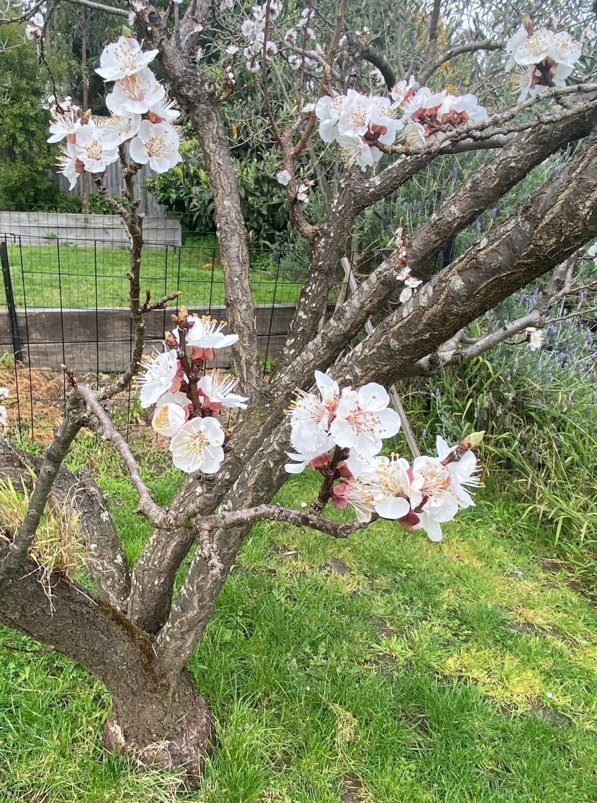 Nữ Việt kiều Australia đem "hồn Việt" chinh phục thời trang thế giới- Ảnh 3.