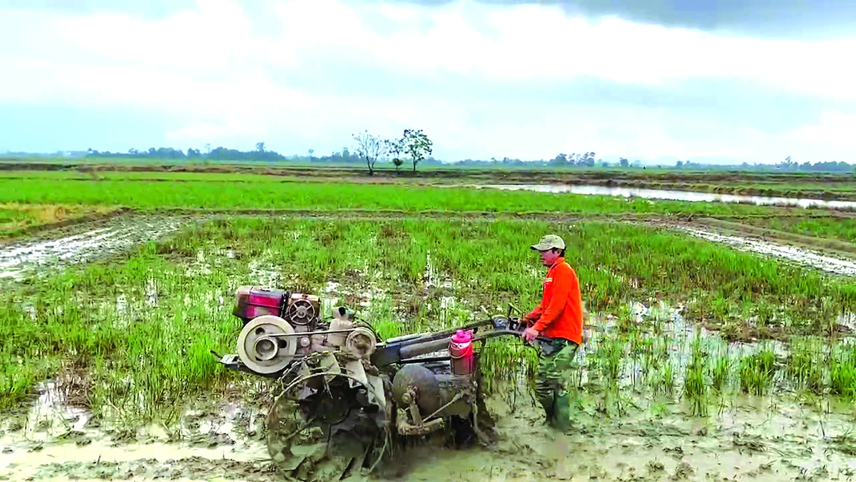Người dân rộn ràng xới đất, gieo mạ