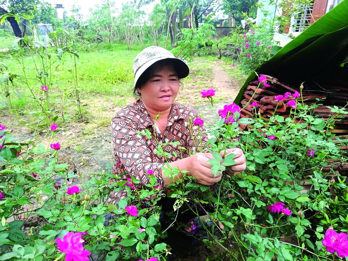 Chị Đào Thị Tuyết Nhung chăm sóc vườn hoa vừa hé nụ sau lũ