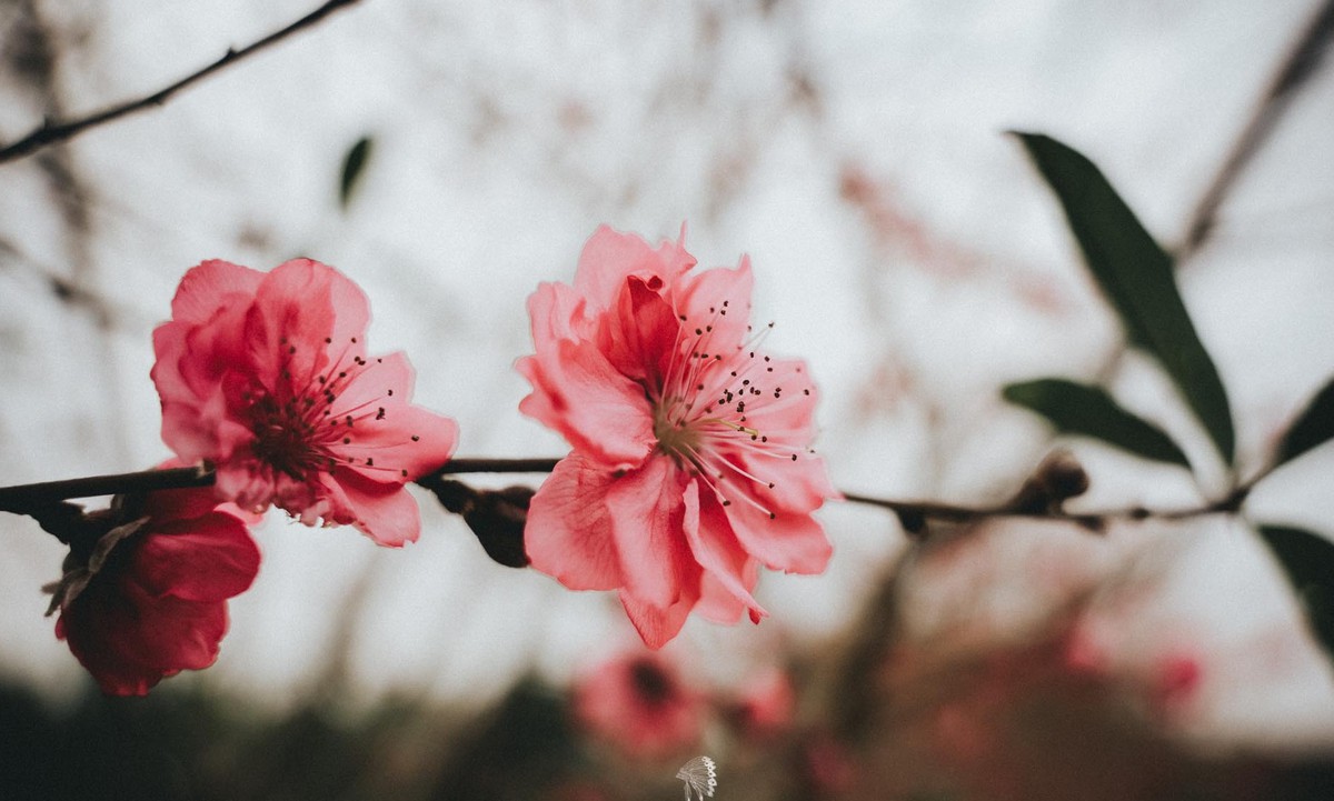 Rực rỡ “thủ phủ đào” xứ Lạng những ngày đầu xuân- Ảnh 6.