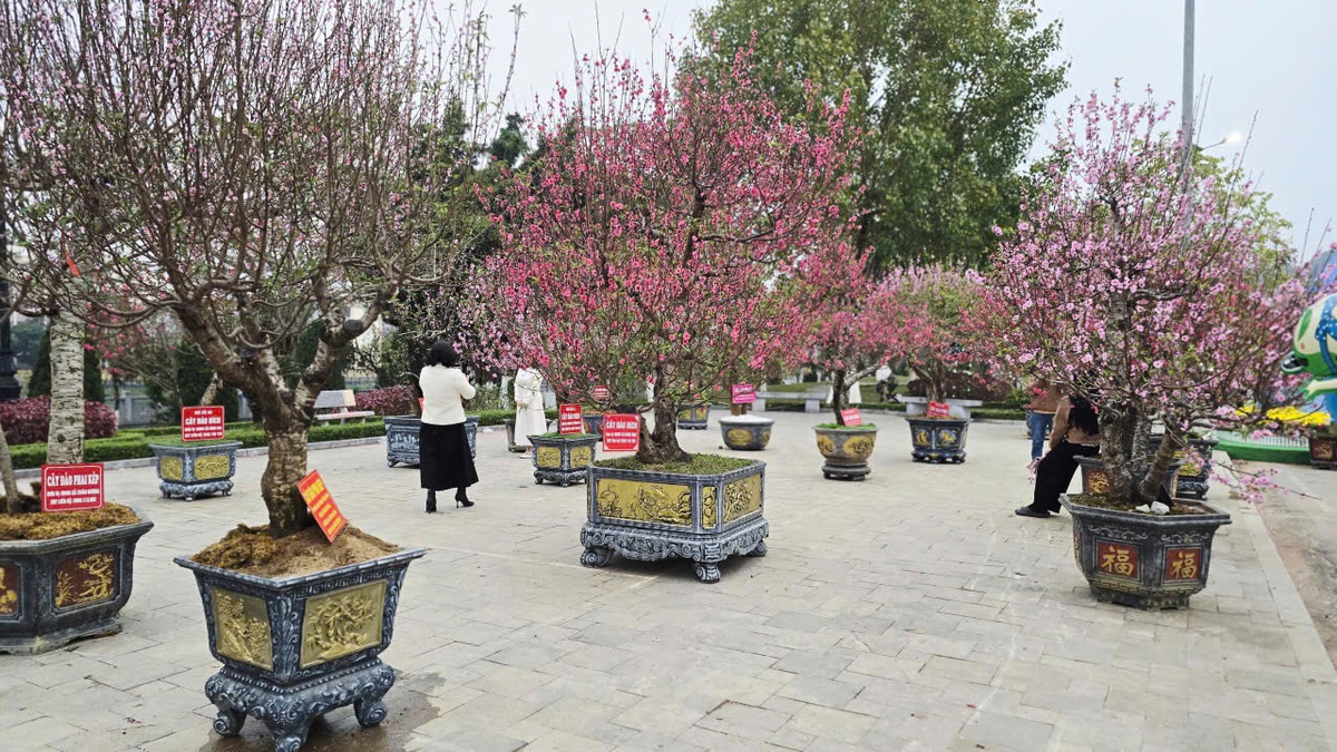 Rực rỡ “thủ phủ đào” xứ Lạng những ngày đầu xuân- Ảnh 2.