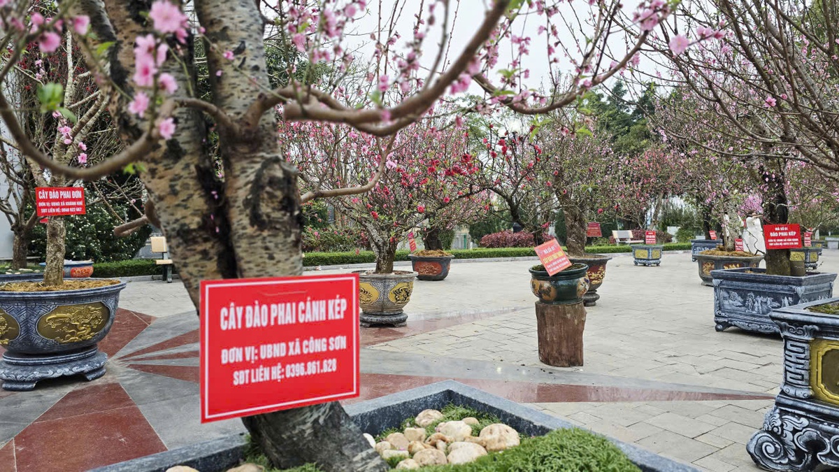 Rực rỡ “thủ phủ đào” xứ Lạng những ngày đầu xuân- Ảnh 3.