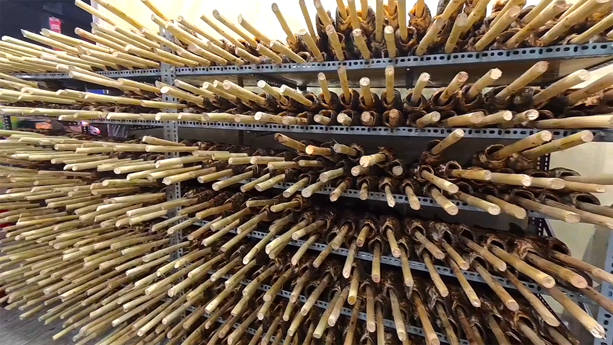 TPHCM: Phố cá lóc nướng Tân Kỳ Tân Quý đỏ lửa xuyên đêm dịp ngày Vía Thần Tài- Ảnh 3.