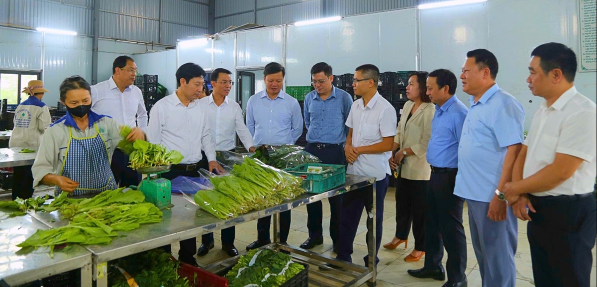 Ủy ban MTTQ Việt Nam tỉnh Phú Thọ tạo điểm tựa cho kinh tế tập thể bứt phá- Ảnh 2.