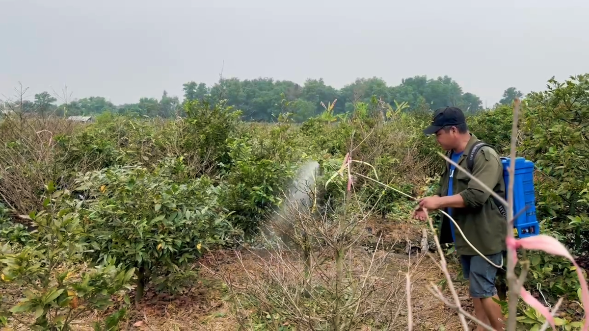 TPHCM: Đưa sắc mai Bình Lợi lên sóng livestream khi Tết cận kề- Ảnh 5.