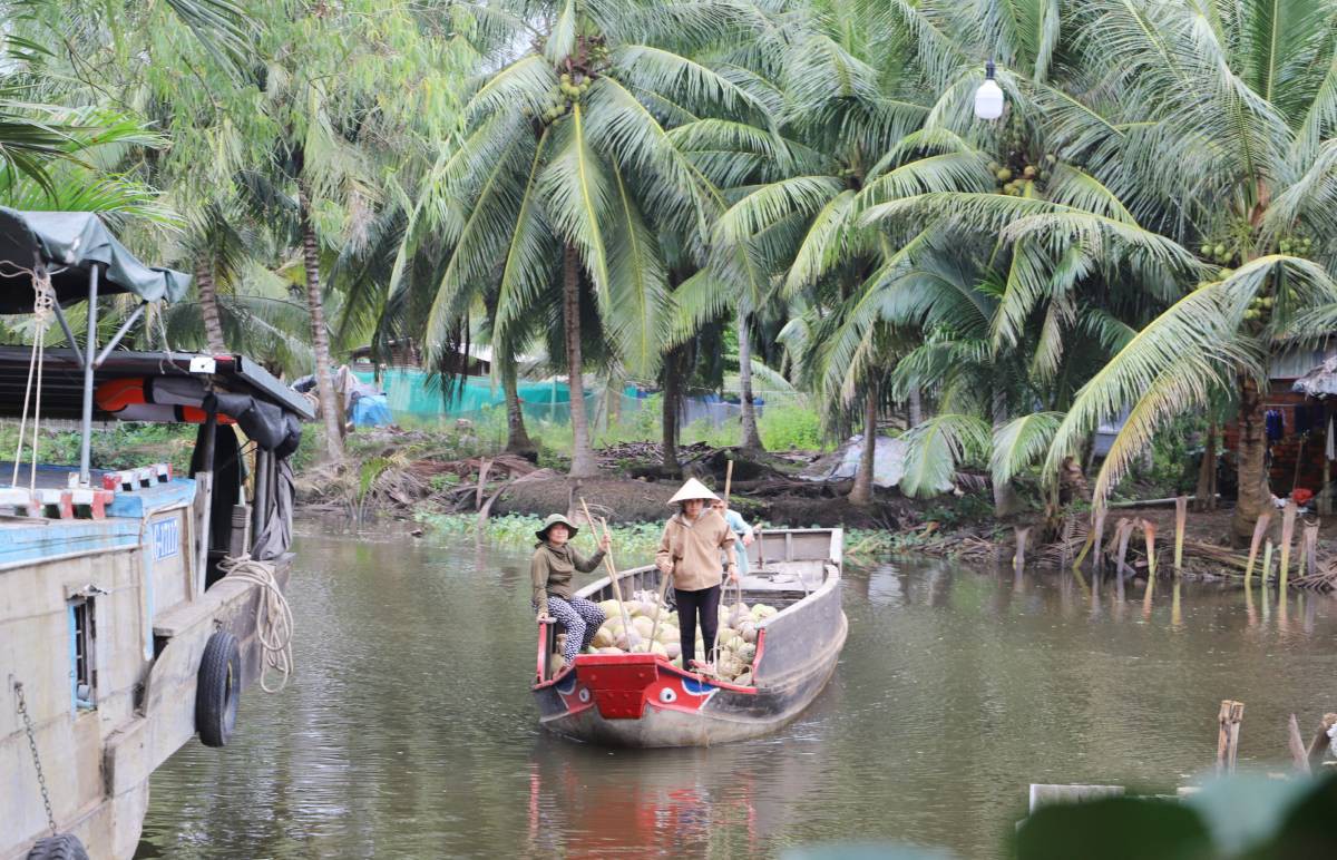 Nhọc nhằn nghề lột vỏ dừa của phụ nữ Vĩnh Long- Ảnh 1.