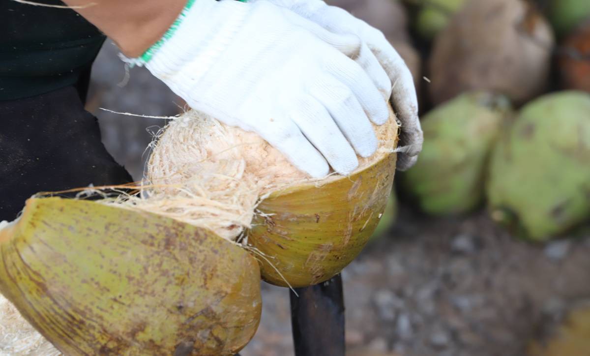 Nhọc nhằn nghề lột vỏ dừa của phụ nữ Vĩnh Long- Ảnh 5.