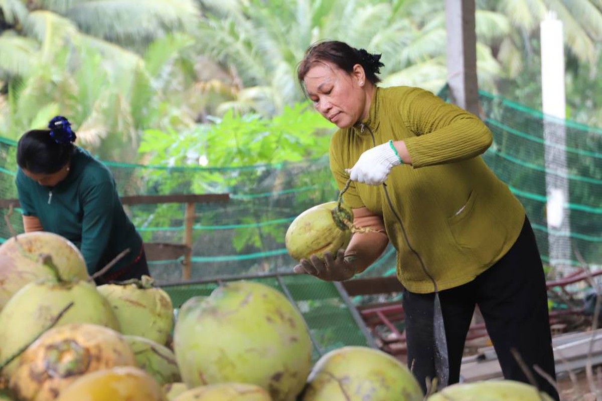 Nhọc nhằn nghề lột vỏ dừa của phụ nữ Vĩnh Long- Ảnh 7.