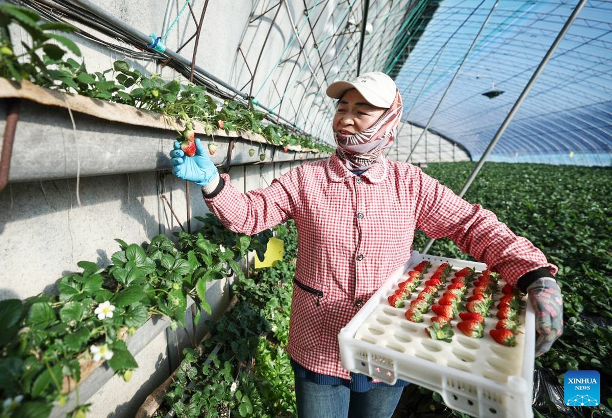 Mô hình 1+1+1: Trung Quốc hướng đến phát triển sinh kế bền vững cho phụ nữ- Ảnh 2.