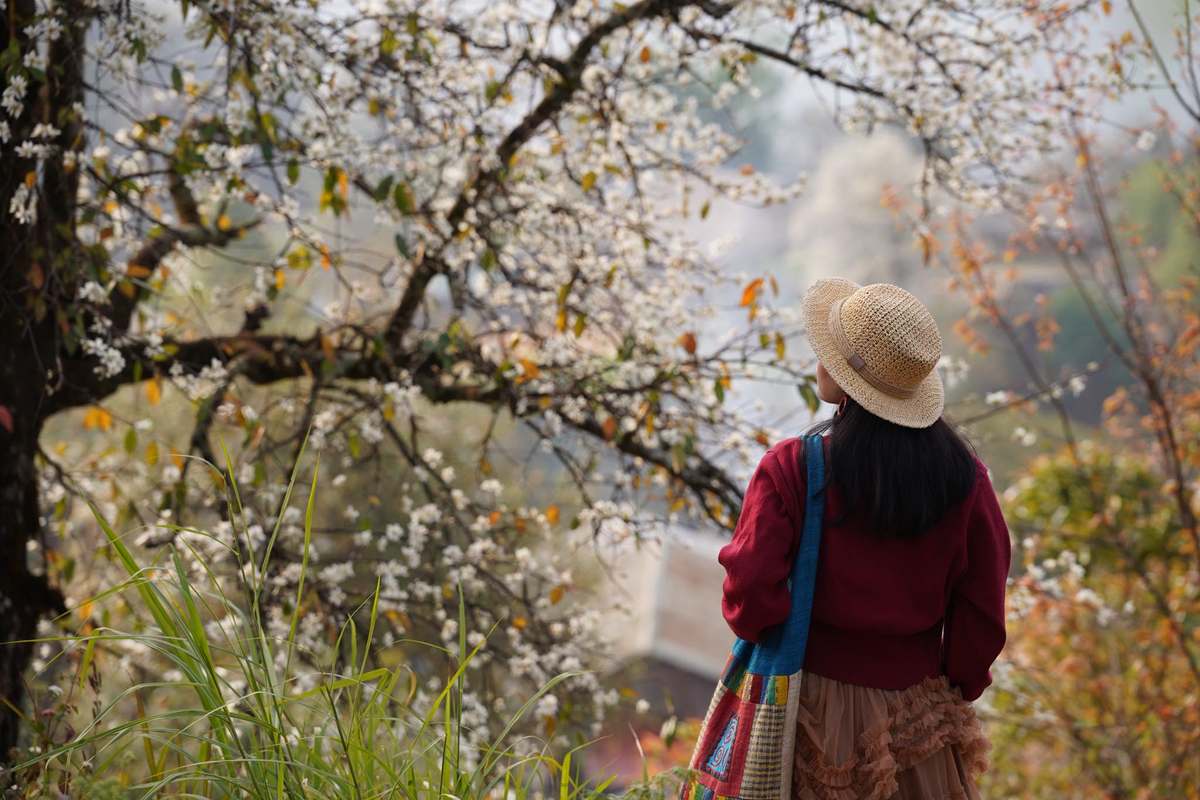 Rừng hoa sơn tra lớn nhất Việt Nam bung nở rực rỡ gọi mời du khách- Ảnh 1. Rừng hoa sơn tra lớn nhất Việt Nam bung nở rực rỡ gọi mời du khách- Ảnh 1.