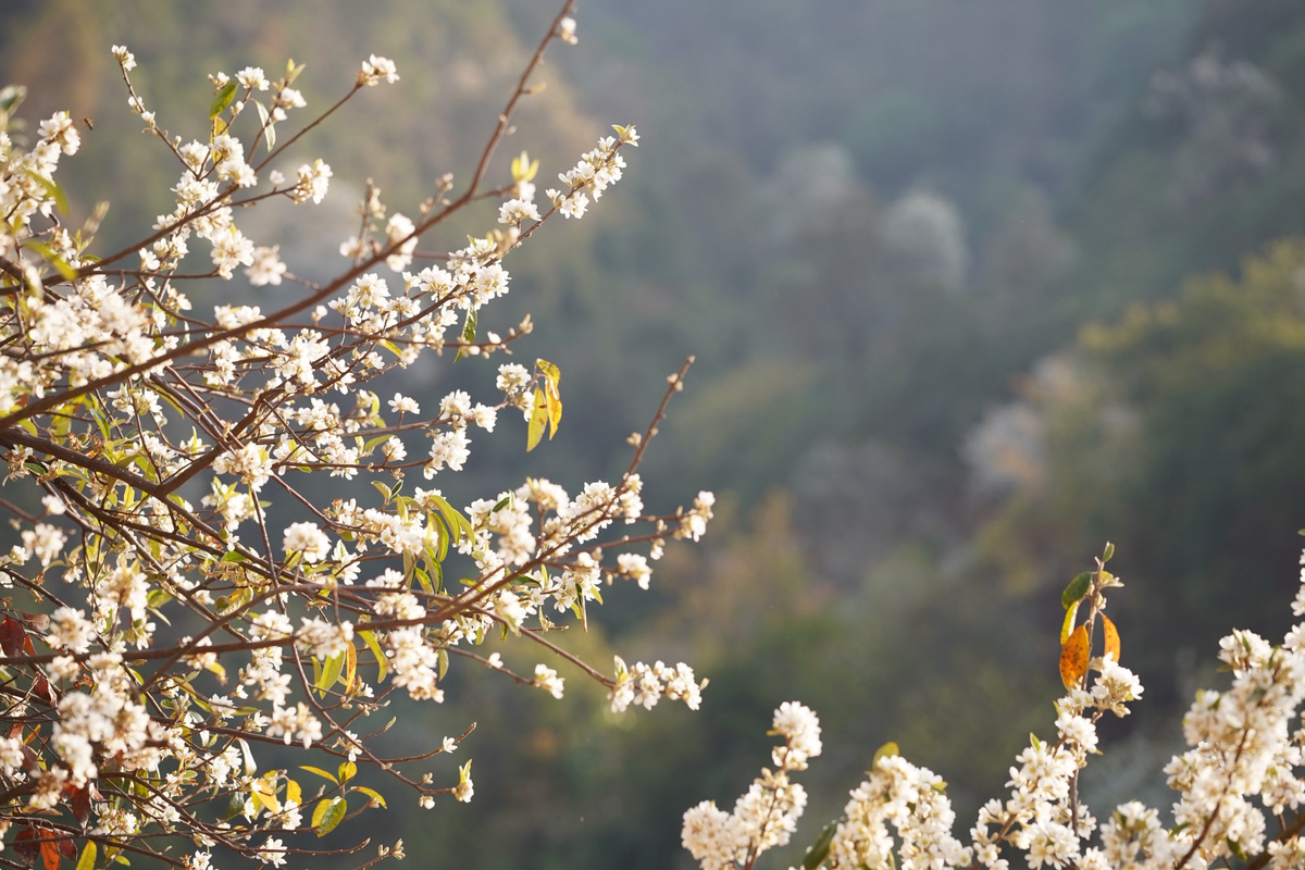 Rừng hoa sơn tra lớn nhất Việt Nam bung nở rực rỡ gọi mời du khách- Ảnh 3. Rừng hoa sơn tra lớn nhất Việt Nam bung nở rực rỡ gọi mời du khách- Ảnh 3.