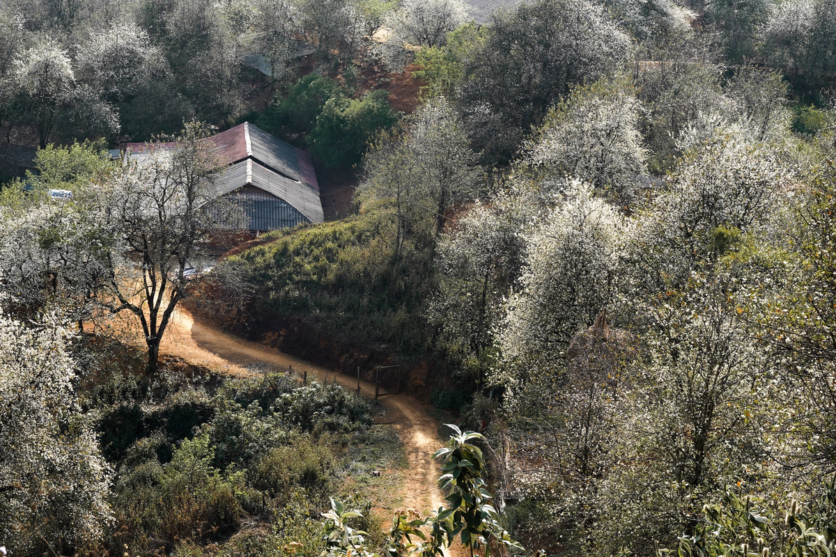 Rừng hoa sơn tra lớn nhất Việt Nam bung nở rực rỡ gọi mời du khách- Ảnh 2. Rừng hoa sơn tra lớn nhất Việt Nam bung nở rực rỡ gọi mời du khách- Ảnh 2.