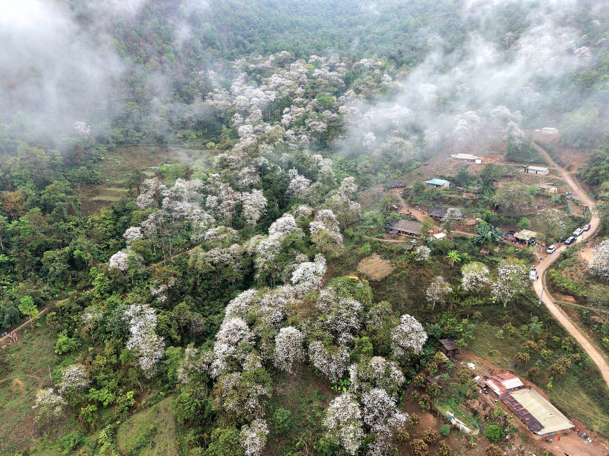 Điện Biên: Rừng ban cổ thụ bung nở hút giới trẻ đến "săn" ảnh- Ảnh 10. Điện Biên: Rừng ban cổ thụ bung nở hút giới trẻ đến "săn" ảnh- Ảnh 10.