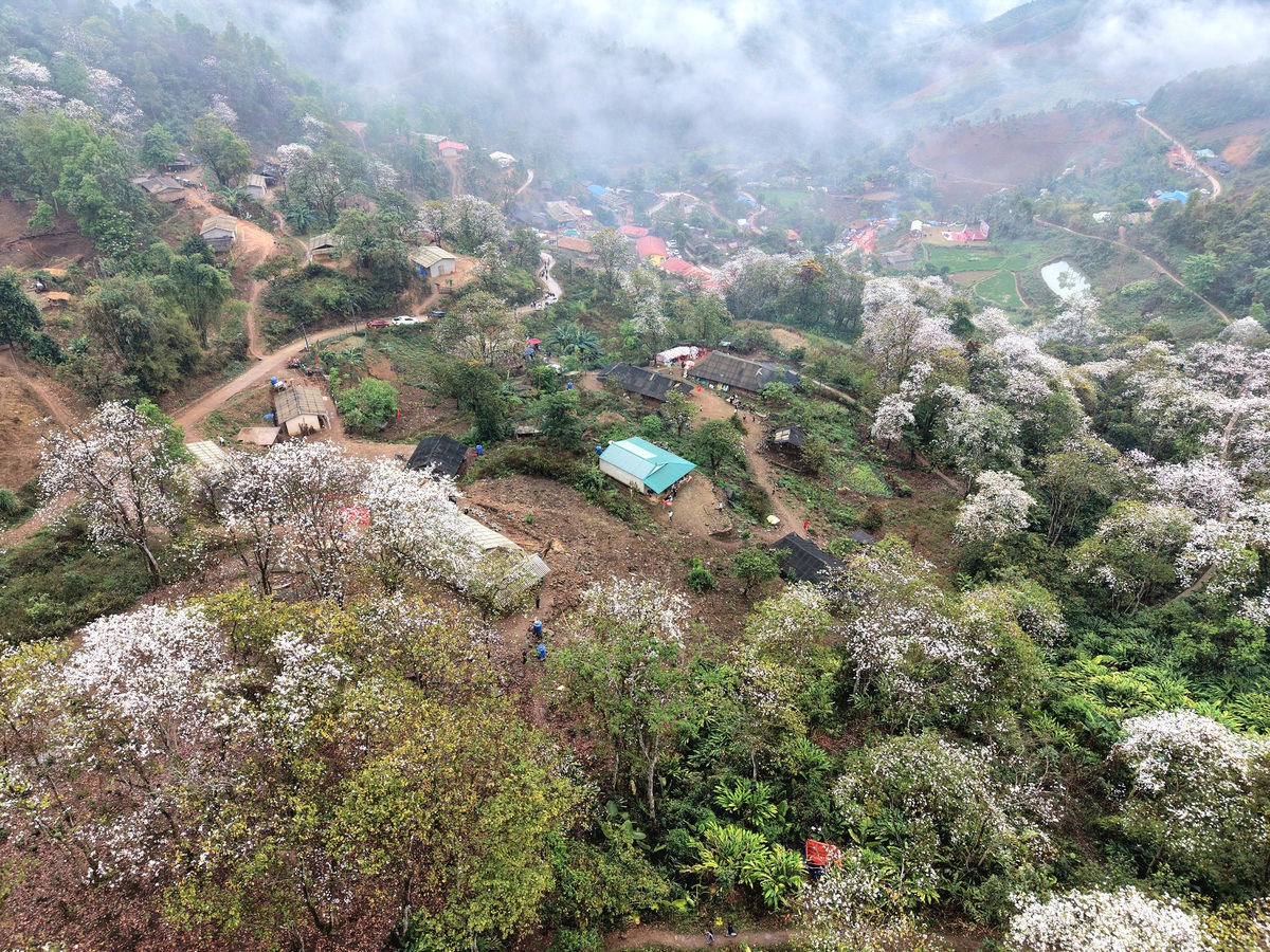 Điện Biên: Rừng ban cổ thụ bung nở hút giới trẻ đến "săn" ảnh- Ảnh 1. Điện Biên: Rừng ban cổ thụ bung nở hút giới trẻ đến "săn" ảnh- Ảnh 1.