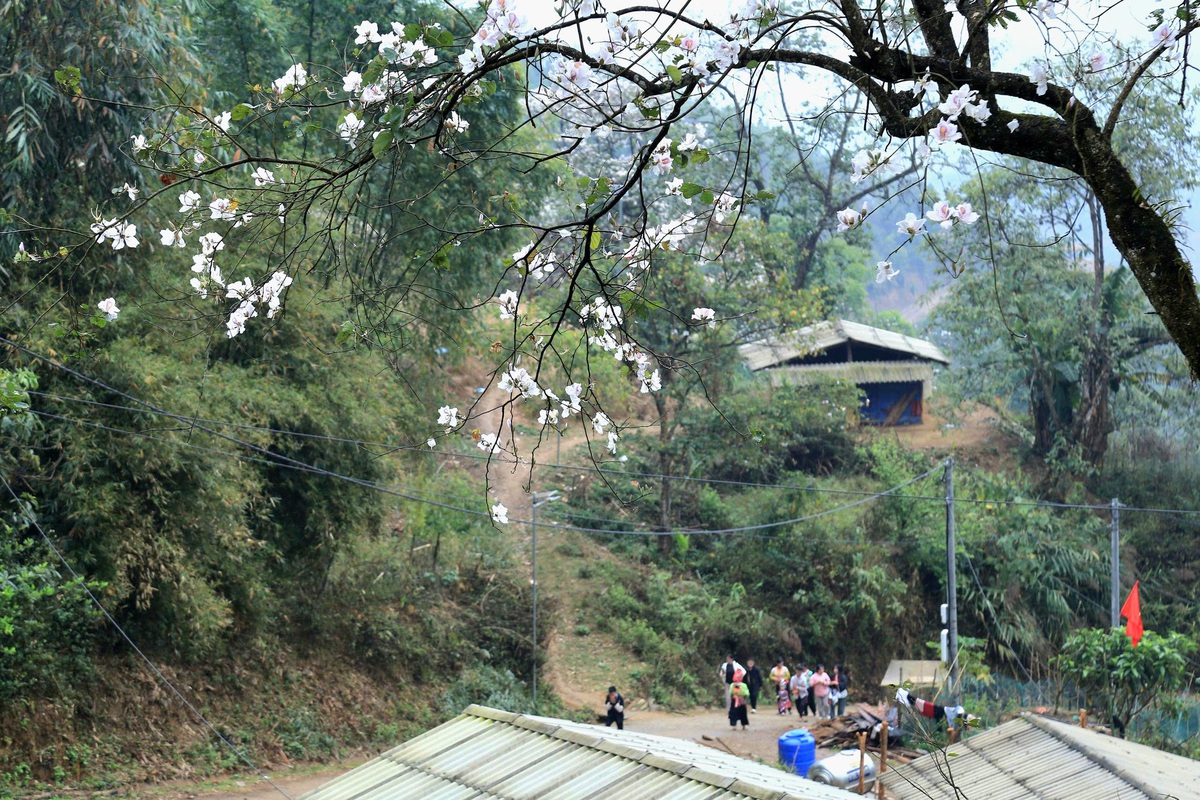 Điện Biên: Rừng ban cổ thụ bung nở hút giới trẻ đến "săn" ảnh- Ảnh 3. Điện Biên: Rừng ban cổ thụ bung nở hút giới trẻ đến "săn" ảnh- Ảnh 3.