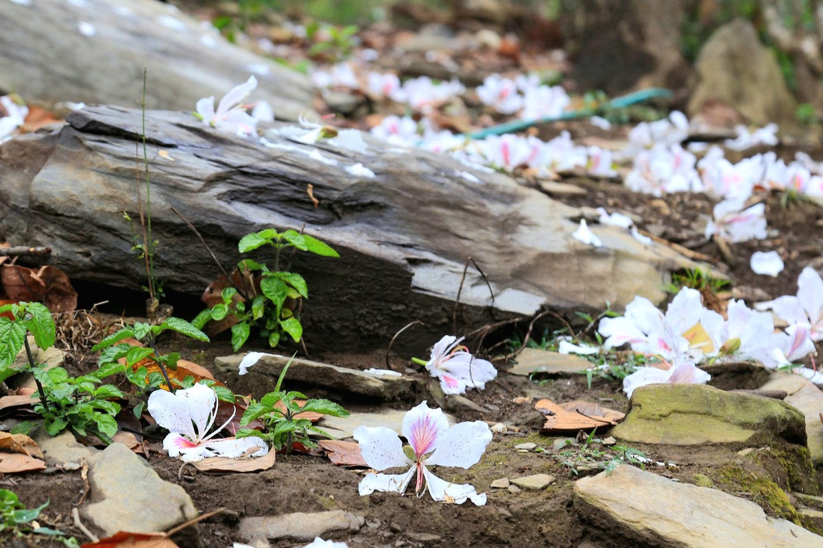 Điện Biên: Rừng ban cổ thụ bung nở hút giới trẻ đến "săn" ảnh- Ảnh 5. Điện Biên: Rừng ban cổ thụ bung nở hút giới trẻ đến "săn" ảnh- Ảnh 5.