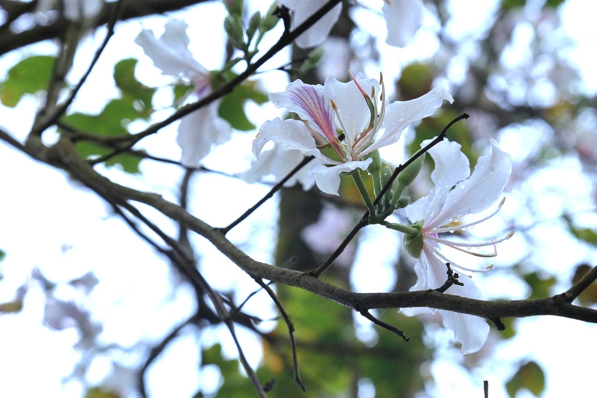 Điện Biên: Rừng ban cổ thụ bung nở hút giới trẻ đến "săn" ảnh- Ảnh 4. Điện Biên: Rừng ban cổ thụ bung nở hút giới trẻ đến "săn" ảnh- Ảnh 4.