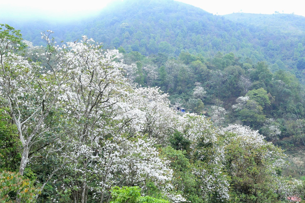 Điện Biên: Rừng ban cổ thụ bung nở hút giới trẻ đến "săn" ảnh- Ảnh 2. Điện Biên: Rừng ban cổ thụ bung nở hút giới trẻ đến "săn" ảnh- Ảnh 2.