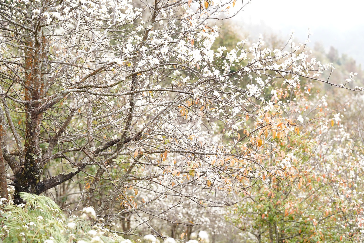 Rừng hoa sơn tra lớn nhất Việt Nam bung nở rực rỡ gọi mời du khách- Ảnh 4. Rừng hoa sơn tra lớn nhất Việt Nam bung nở rực rỡ gọi mời du khách- Ảnh 4.