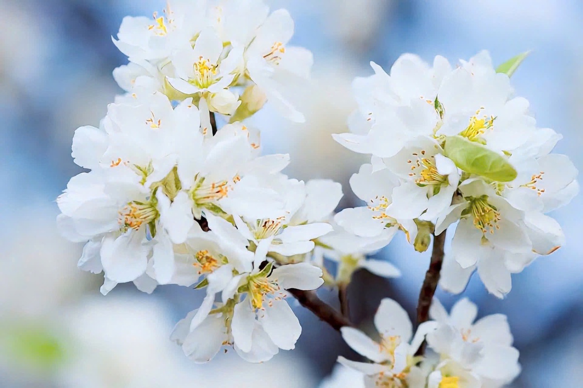 Rừng hoa sơn tra lớn nhất Việt Nam bung nở rực rỡ gọi mời du khách- Ảnh 6. Rừng hoa sơn tra lớn nhất Việt Nam bung nở rực rỡ gọi mời du khách- Ảnh 6.