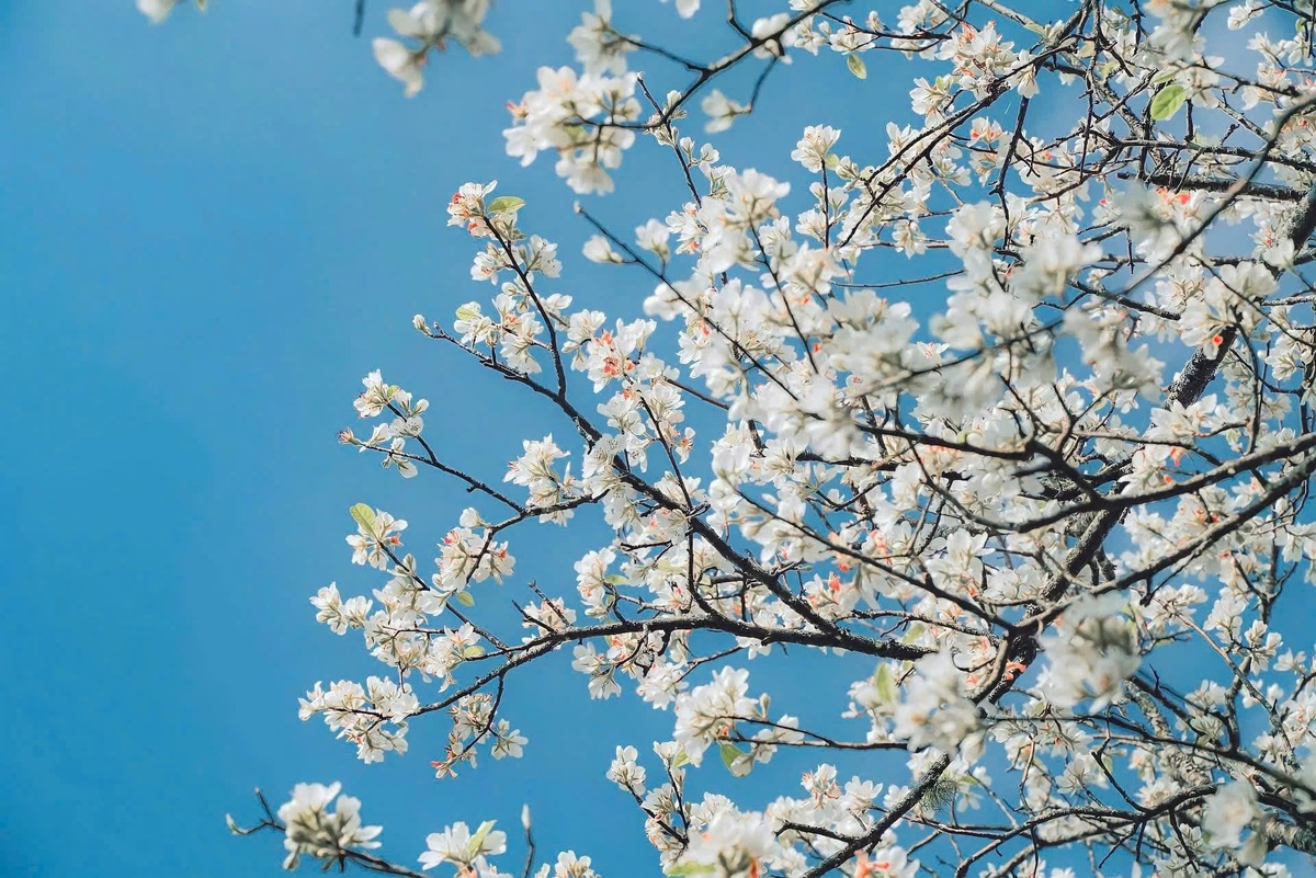 Rừng hoa sơn tra lớn nhất Việt Nam bung nở rực rỡ gọi mời du khách- Ảnh 5. Rừng hoa sơn tra lớn nhất Việt Nam bung nở rực rỡ gọi mời du khách- Ảnh 5.