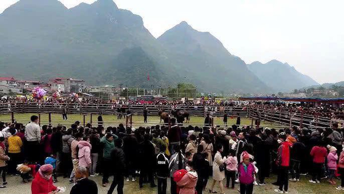 Sôi nổi lễ hội chọi bò ở miền núi Cao Bằng- Ảnh 10.