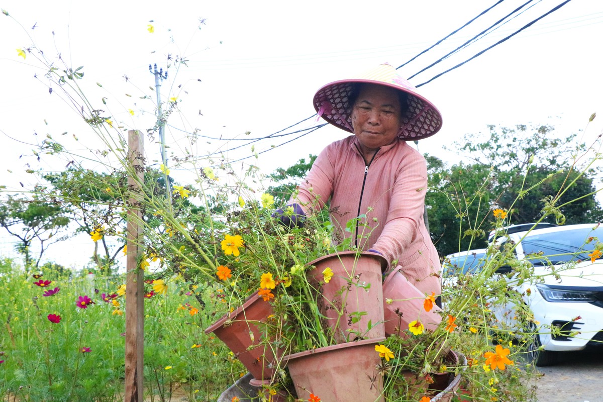 Cúc họa mi nở giữa phố biển, “ươm” sinh kế cho phụ nữ Đà Nẵng- Ảnh 9. Cúc họa mi nở giữa phố biển, “ươm” sinh kế cho phụ nữ Đà Nẵng- Ảnh 9.