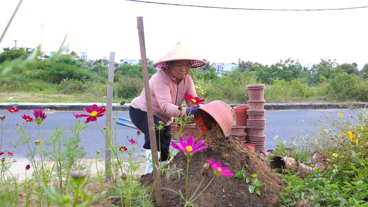 Cúc họa mi nở giữa phố biển, “ươm” sinh kế cho phụ nữ Đà Nẵng- Ảnh 12. Cúc họa mi nở giữa phố biển, “ươm” sinh kế cho phụ nữ Đà Nẵng- Ảnh 12.