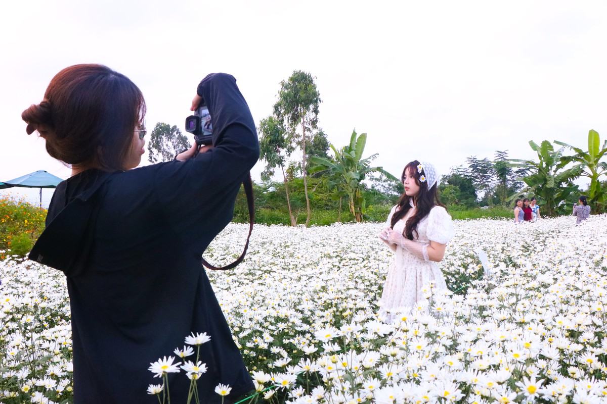 Cúc họa mi nở giữa phố biển, “ươm” sinh kế cho phụ nữ Đà Nẵng- Ảnh 7. Cúc họa mi nở giữa phố biển, “ươm” sinh kế cho phụ nữ Đà Nẵng- Ảnh 7.