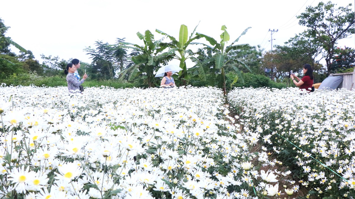 Cúc họa mi nở giữa phố biển, “ươm” sinh kế cho phụ nữ Đà Nẵng- Ảnh 1. Cúc họa mi nở giữa phố biển, “ươm” sinh kế cho phụ nữ Đà Nẵng- Ảnh 1.