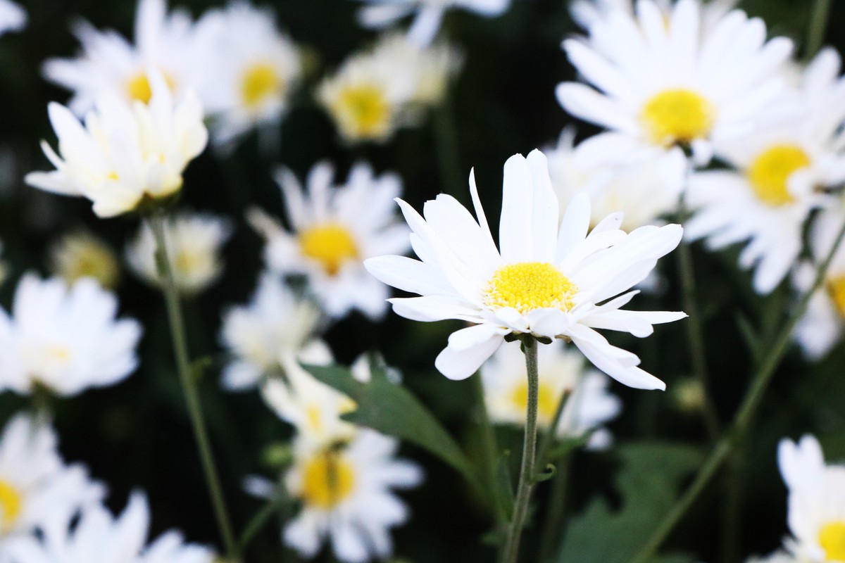 Cúc họa mi nở giữa phố biển, “ươm” sinh kế cho phụ nữ Đà Nẵng- Ảnh 13. Cúc họa mi nở giữa phố biển, “ươm” sinh kế cho phụ nữ Đà Nẵng- Ảnh 13.