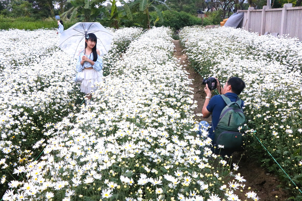 Cúc họa mi nở giữa phố biển, “ươm” sinh kế cho phụ nữ Đà Nẵng- Ảnh 8. Cúc họa mi nở giữa phố biển, “ươm” sinh kế cho phụ nữ Đà Nẵng- Ảnh 8.