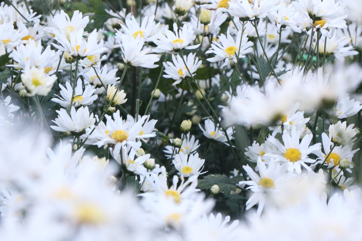 Cúc họa mi nở giữa phố biển, “ươm” sinh kế cho phụ nữ Đà Nẵng- Ảnh 4. Cúc họa mi nở giữa phố biển, “ươm” sinh kế cho phụ nữ Đà Nẵng- Ảnh 4.