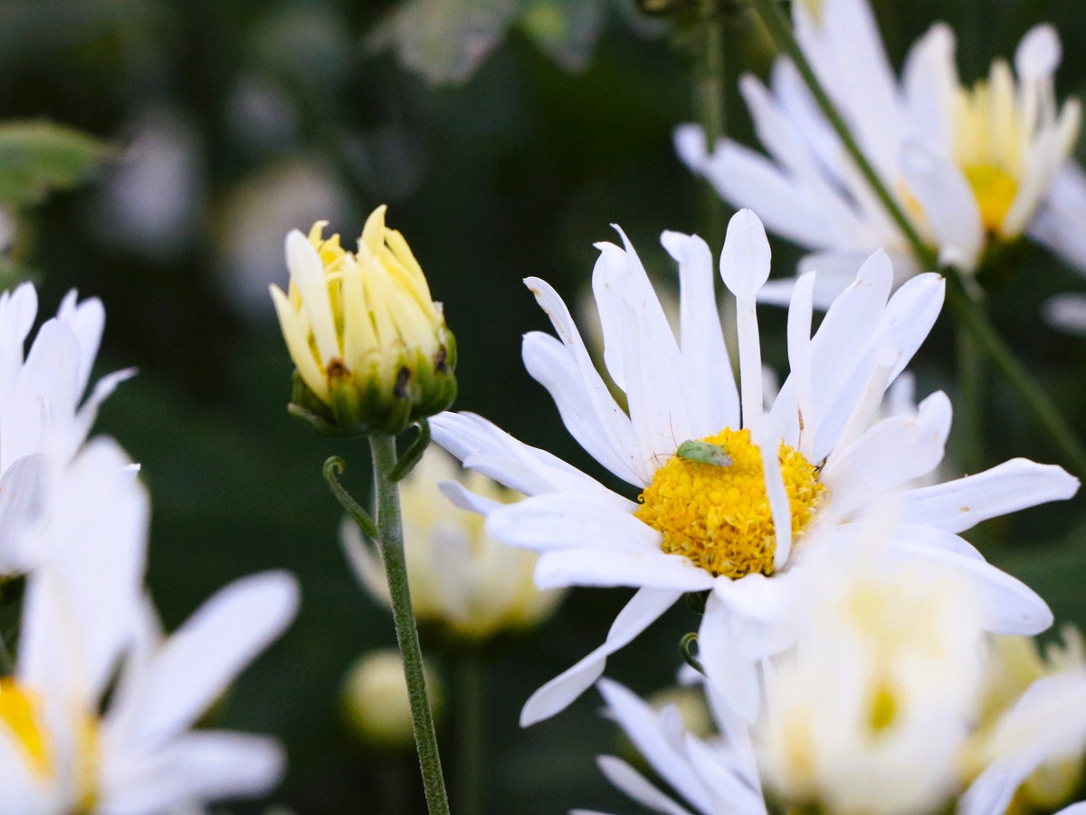 Cúc họa mi nở giữa phố biển, “ươm” sinh kế cho phụ nữ Đà Nẵng- Ảnh 5. Cúc họa mi nở giữa phố biển, “ươm” sinh kế cho phụ nữ Đà Nẵng- Ảnh 5.