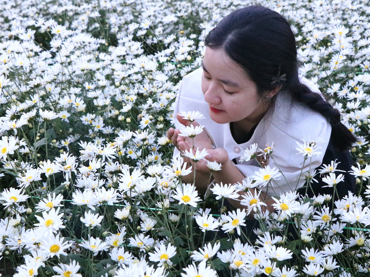 Cúc họa mi nở giữa phố biển, “ươm” sinh kế cho phụ nữ Đà Nẵng- Ảnh 3. Cúc họa mi nở giữa phố biển, “ươm” sinh kế cho phụ nữ Đà Nẵng- Ảnh 3.