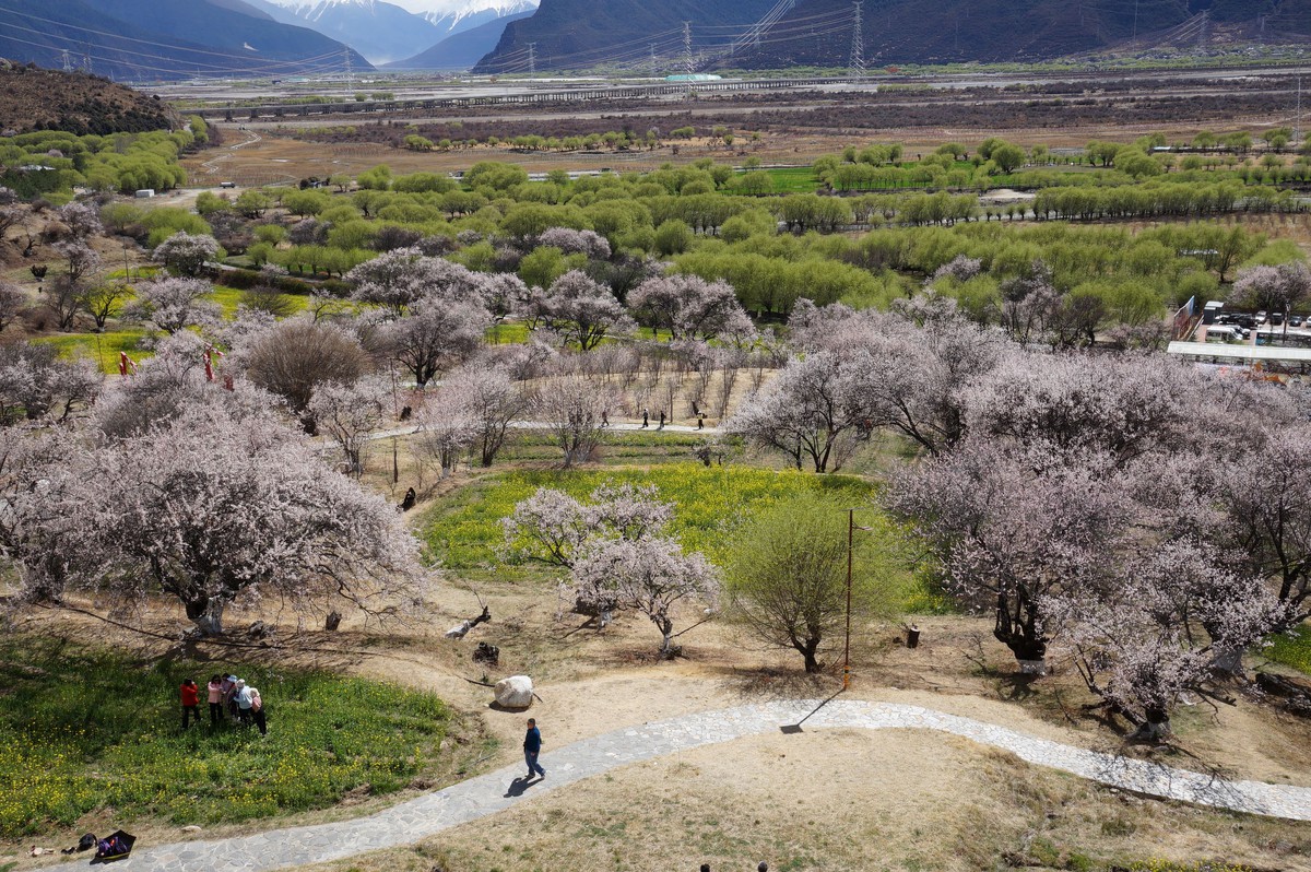 NSND Mỹ Uyên ngất ngây trước mùa hoa đào bên rặng Tuyết Sơn- Ảnh 2.