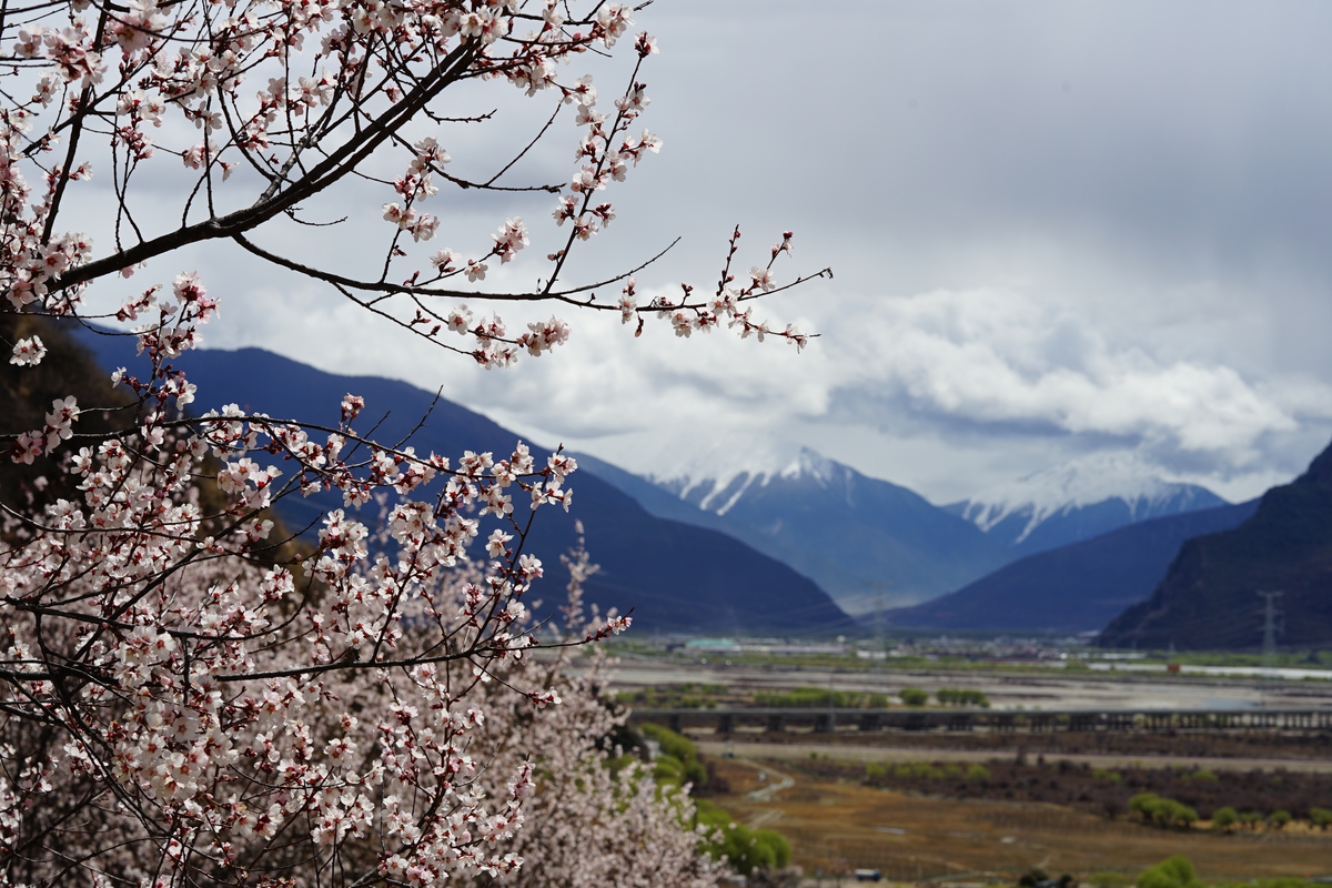 NSND Mỹ Uyên ngất ngây trước mùa hoa đào bên rặng Tuyết Sơn- Ảnh 9.